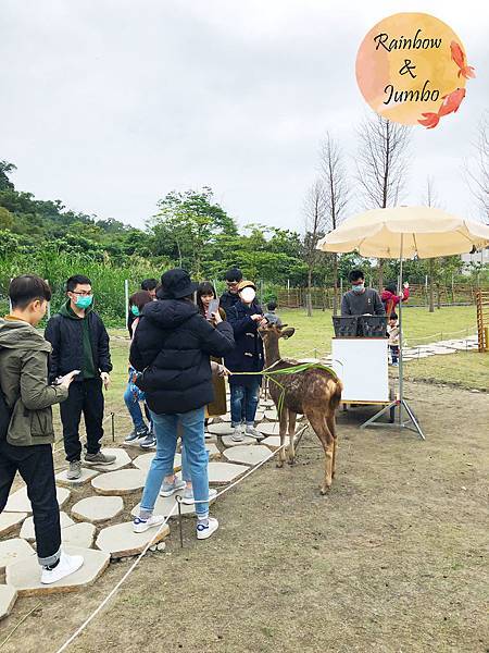 【宜蘭冬山｜冬山景點】斑比山丘，號稱台版奈良，親近梅花鹿的好