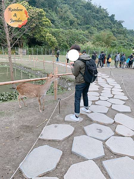 【宜蘭冬山｜冬山景點】斑比山丘，號稱台版奈良，親近梅花鹿的好