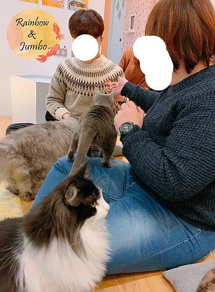 【宜蘭羅東｜羅東景點】貓的生活提案咖啡廳Cats' Day，