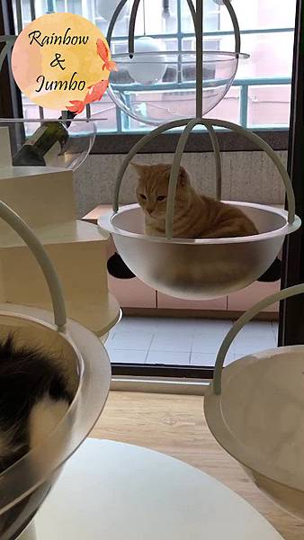 【宜蘭羅東｜羅東景點】貓的生活提案咖啡廳Cats' Day，