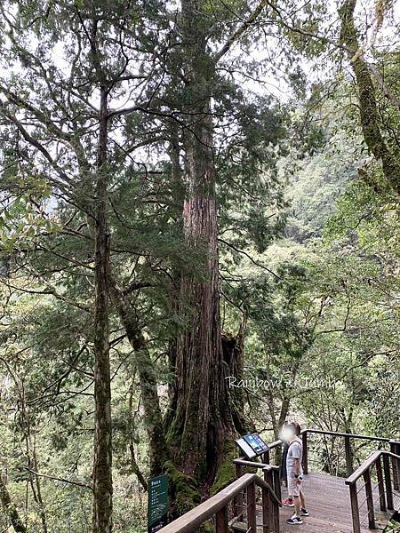 【桃園復興｜桃園景點】拉拉山巨木區｜拉拉山國家森林遊樂區必訪