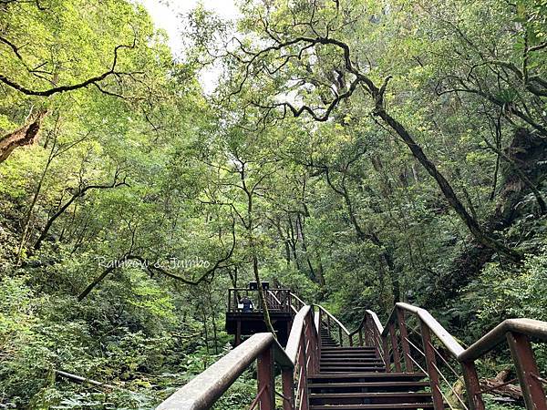 【桃園復興｜桃園景點】拉拉山巨木區｜拉拉山國家森林遊樂區必訪