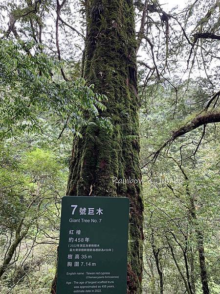 【桃園復興｜桃園景點】拉拉山巨木區｜拉拉山國家森林遊樂區必訪