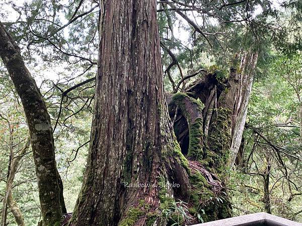 【桃園復興｜桃園景點】拉拉山巨木區｜拉拉山國家森林遊樂區必訪