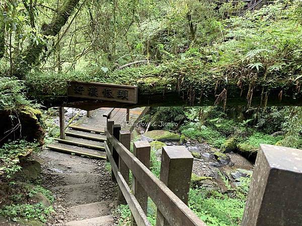 【桃園復興｜桃園景點】拉拉山巨木區｜拉拉山國家森林遊樂區必訪