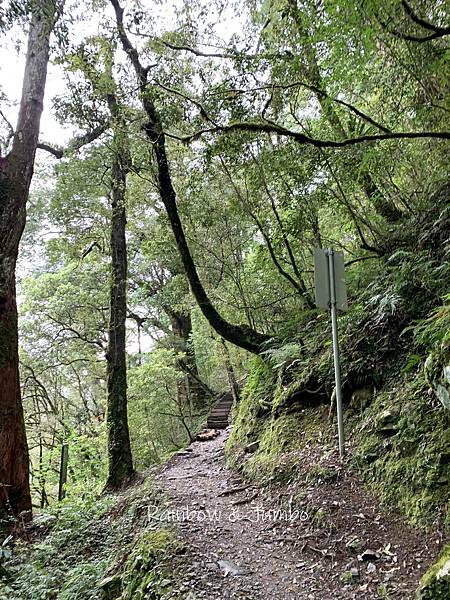 【桃園復興｜桃園景點】拉拉山巨木區｜拉拉山國家森林遊樂區必訪