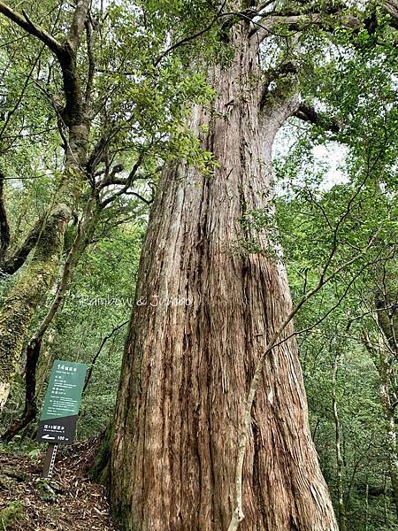 【桃園復興｜桃園景點】拉拉山巨木區｜拉拉山國家森林遊樂區必訪