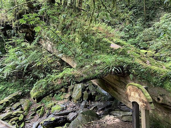 【桃園復興｜桃園景點】拉拉山巨木區｜拉拉山國家森林遊樂區必訪