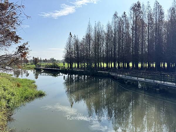 【台南六甲｜六甲景點】菁埔埤落羽松森林｜免門票的超美、超好拍