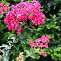 IMG_3655.JPG