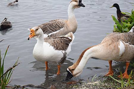 DSC_2094.jpg