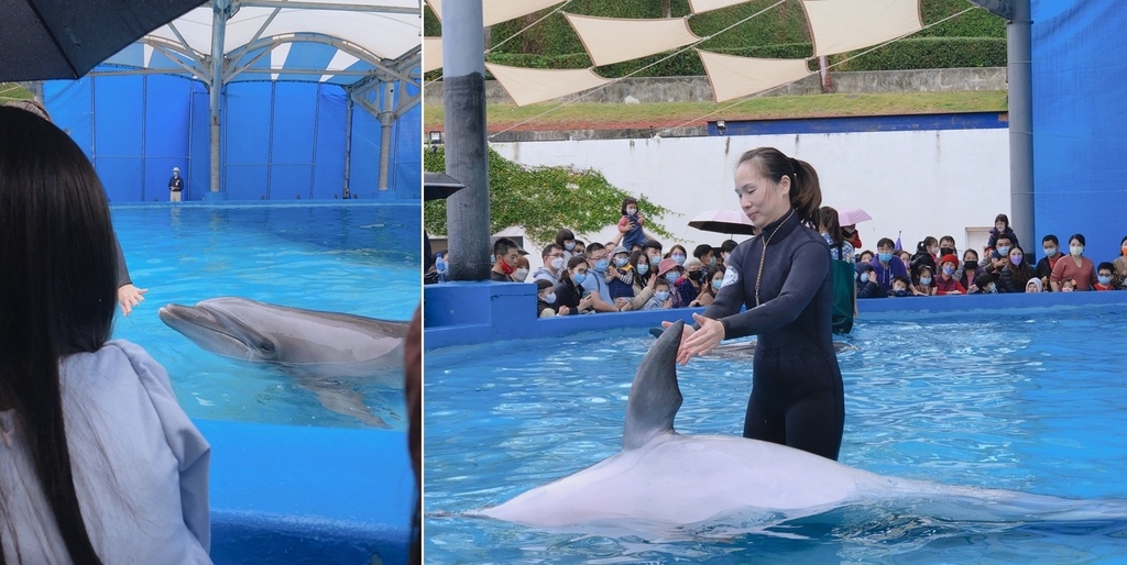 可爱的海豚表演