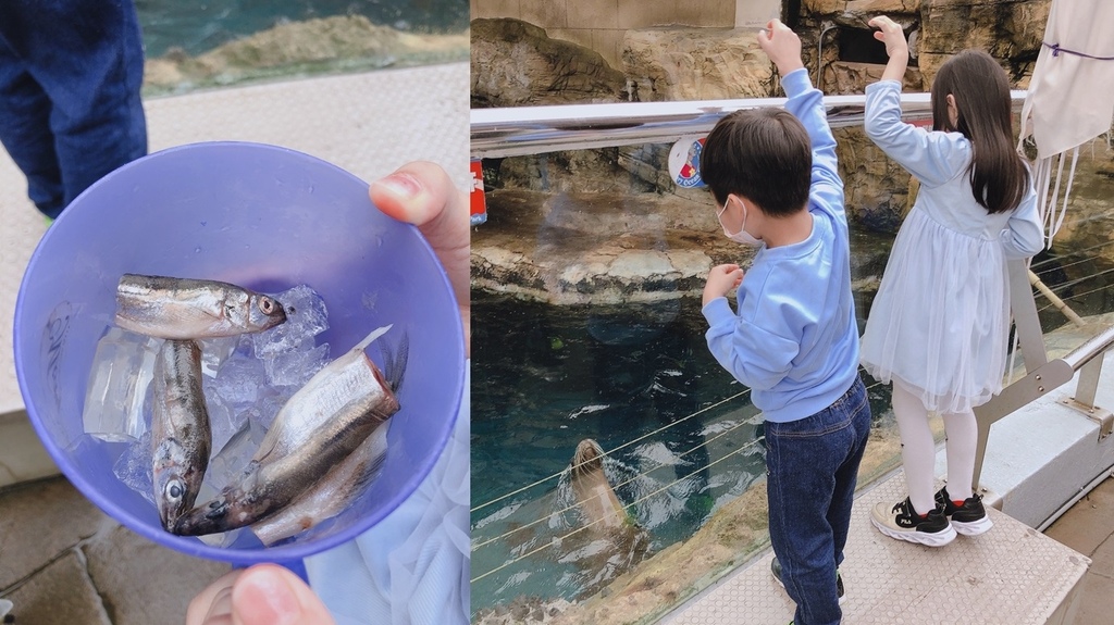 買食物餵海獅