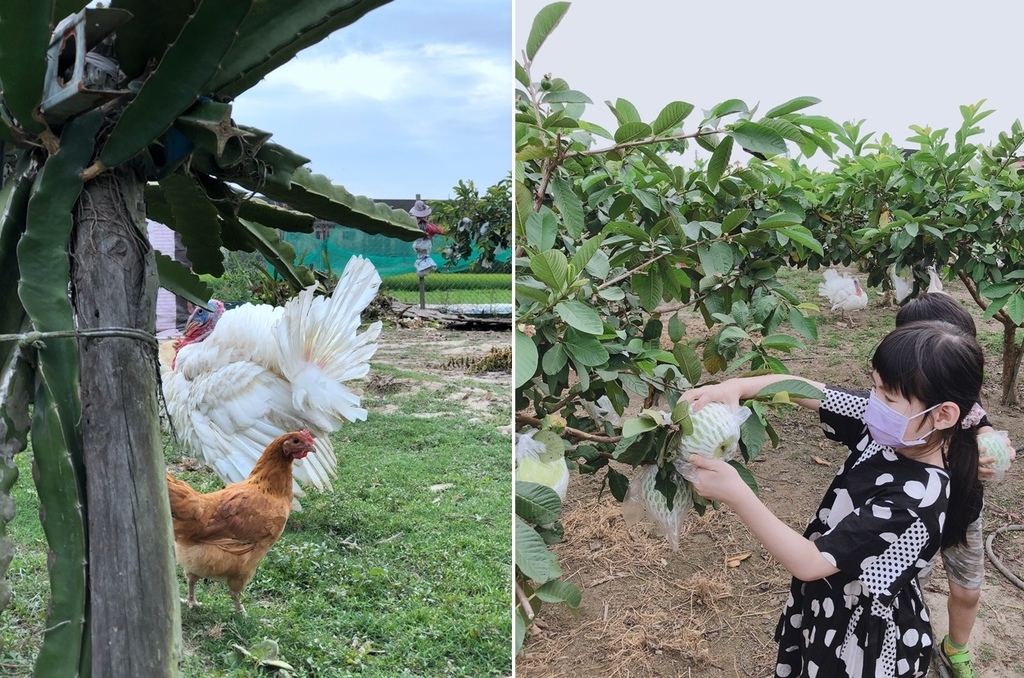 菜園,果園,採果.jpg