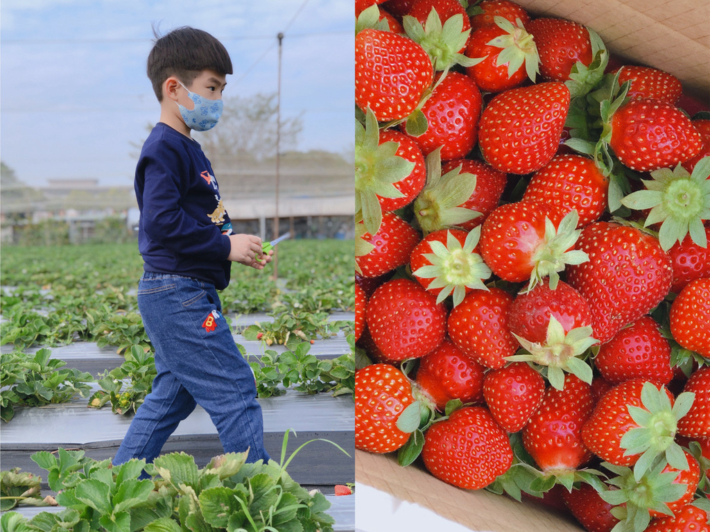 岡山採草莓