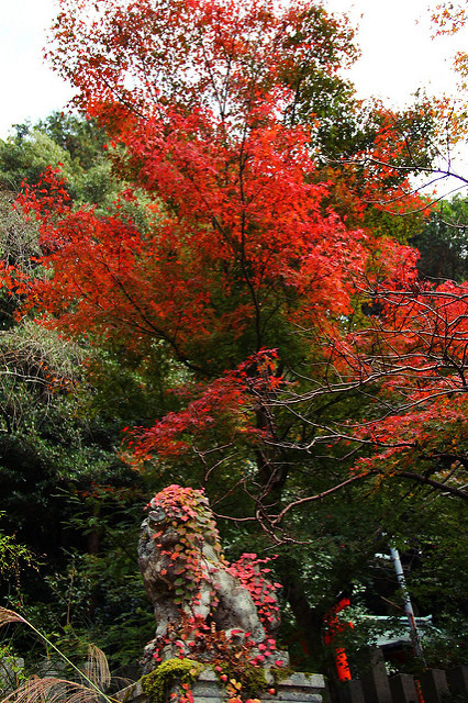 熊野若王子神社+哲學之道