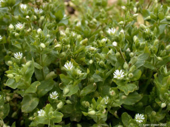 chickweed4915lg.jpg