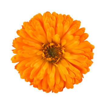 marigold-flower_s600x600.jpg