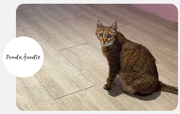 板橋義大利麵|板橋新埔站~小資族好選擇!CP值超高的 義饗世 板橋義大利麵|板橋新埔站~小資族好選擇!CP值超高的 義饗世