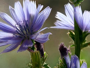 1-chicory-300x225