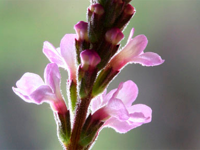 1-vervain