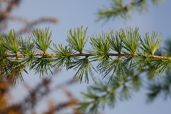 2Larch-leaves-567x378