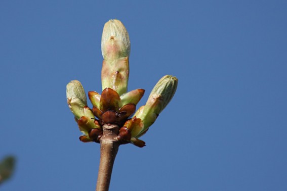 Chestnut-Bud-567x378