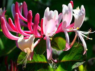 Honeysuckle