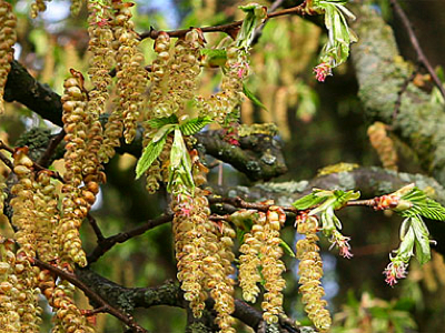 Hornbeam