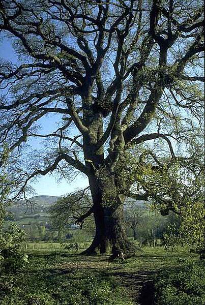 oak