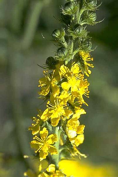 Agrimony_4