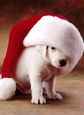 聖誕犬 聖誕犬