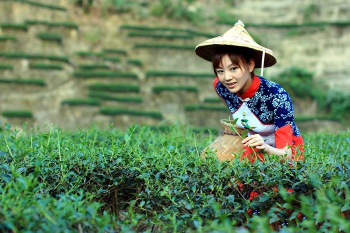 中國茶姐02 中國茶姐02