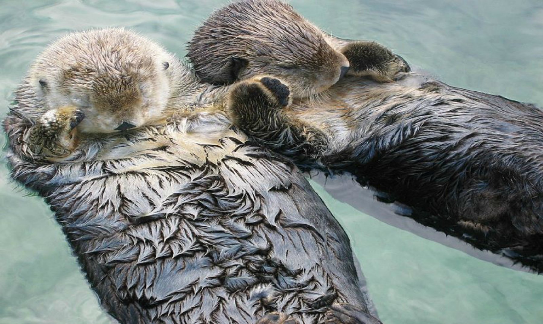 Resultado de imagem para sea otters hold hands