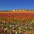 Carlsbad flower field-01