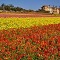 Carlsbad flower field-03