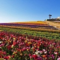 Carlsbad flower field-17