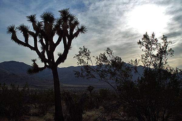 Joshua Tree National Park-9