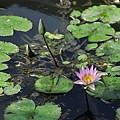 water-lily-jupiter37A-3