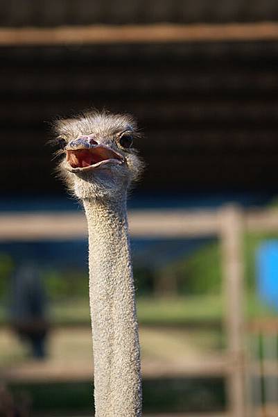 ostrich