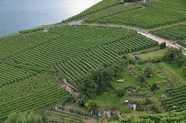 Lavaux-23.jpg