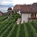 Lavaux-33.jpg