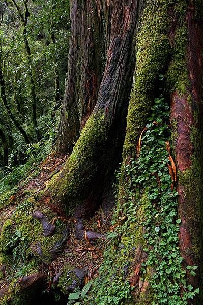 阿里山-09.jpg