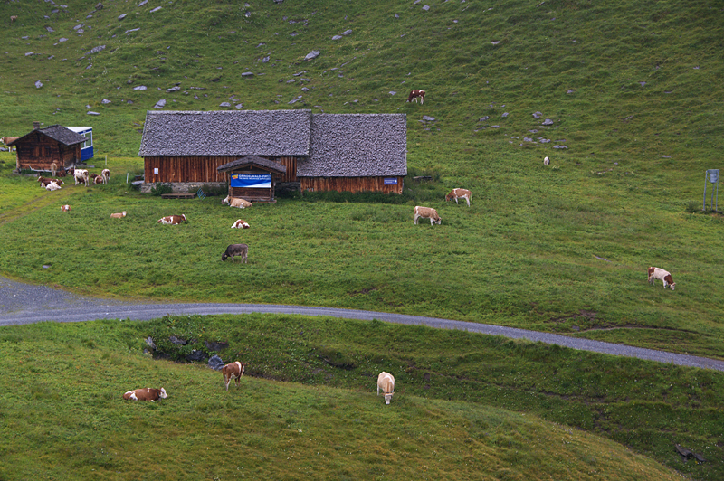 Grindelwald-13