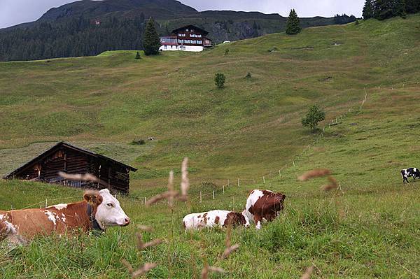 Grindelwald-30