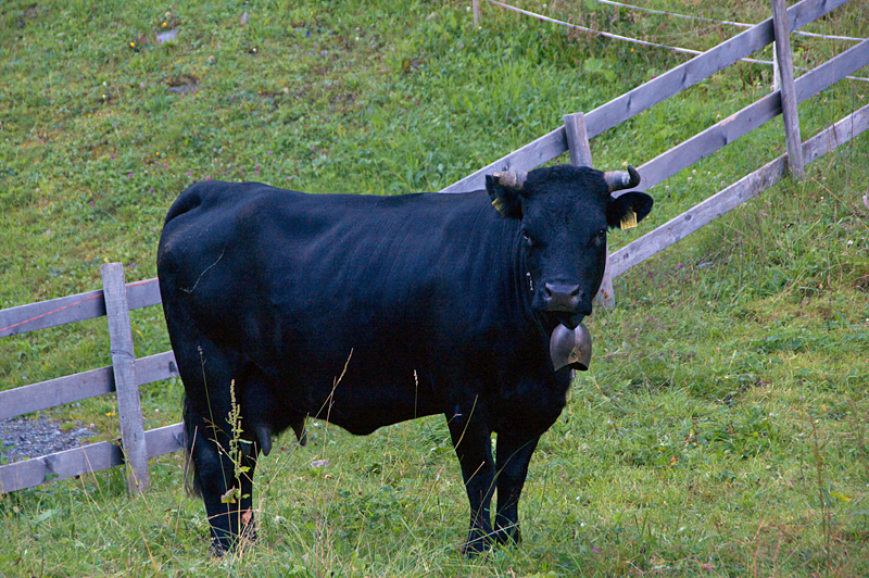 Pfingstegg-29 Pfingstegg-29