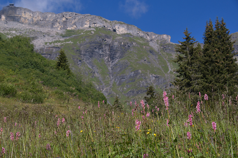 Murren-76 Murren-76