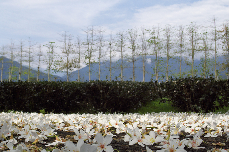 鹿野-28 鹿野-28