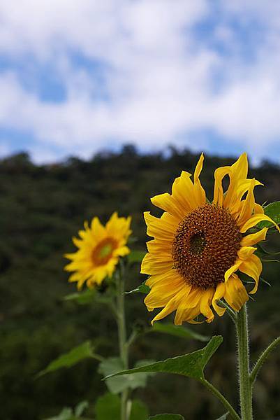 都歷花田-07.jpg