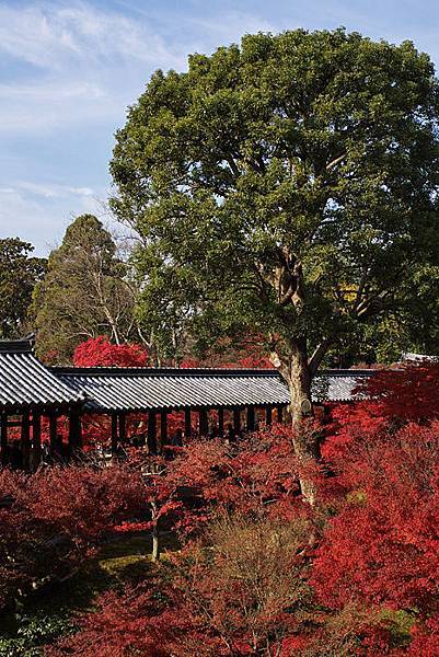 東福寺-23.jpg